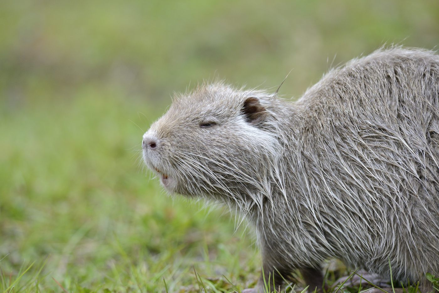 Semplice ritratto di nutria